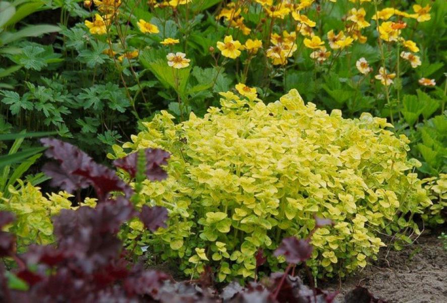 Душица обыкновенная 'Голд Наггет'