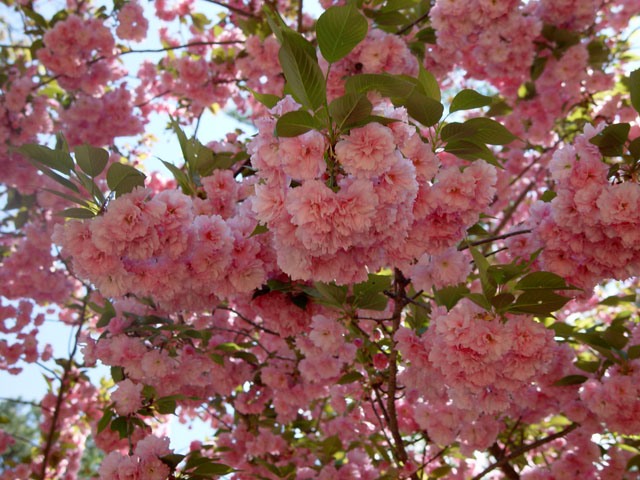 Вишня мелкопильчатая (сакура) 'Канзан'