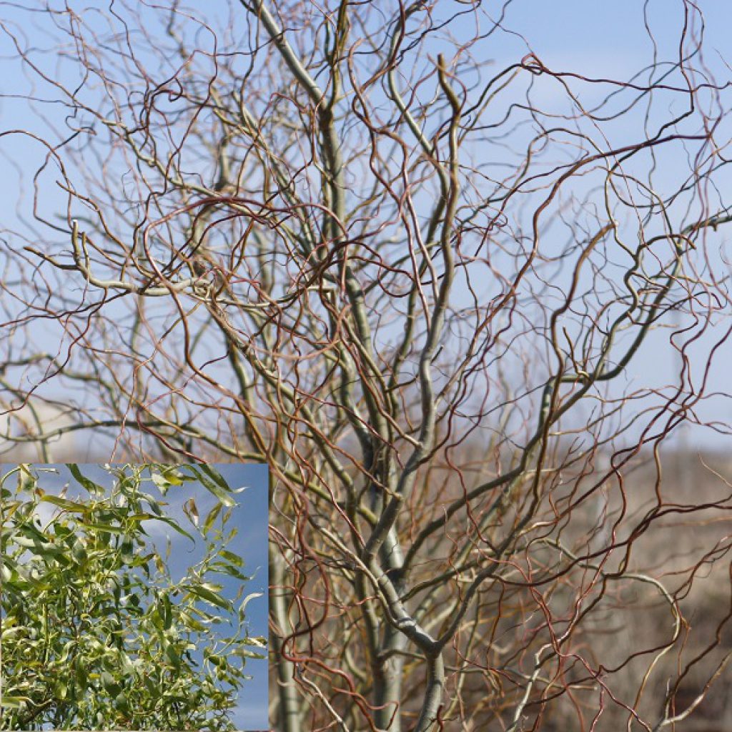 Ива гибридная (извилистая) 'Уральская'