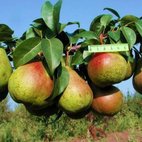 Груша 'Академическая'