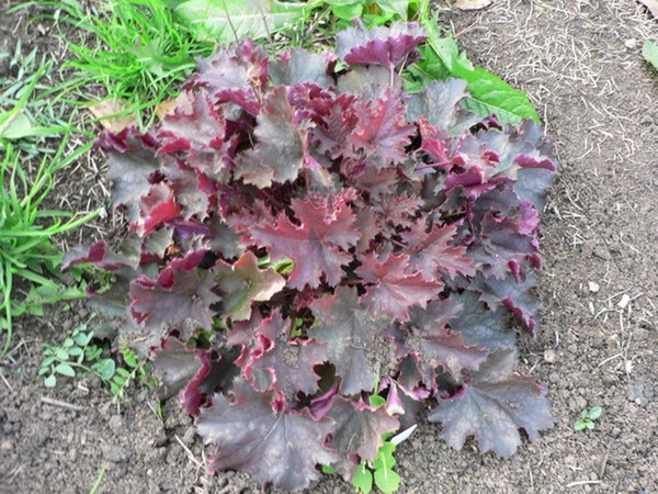 Гейхера 'Эденс Мистери'