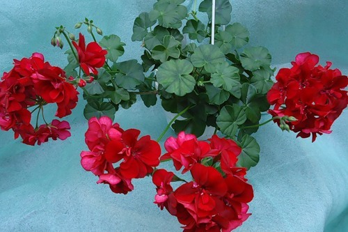 Пеларгония плющелистная 'Гранатит' (ярко-красная)