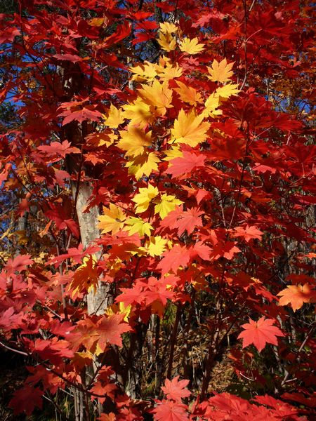 Клен ложнозибольдов