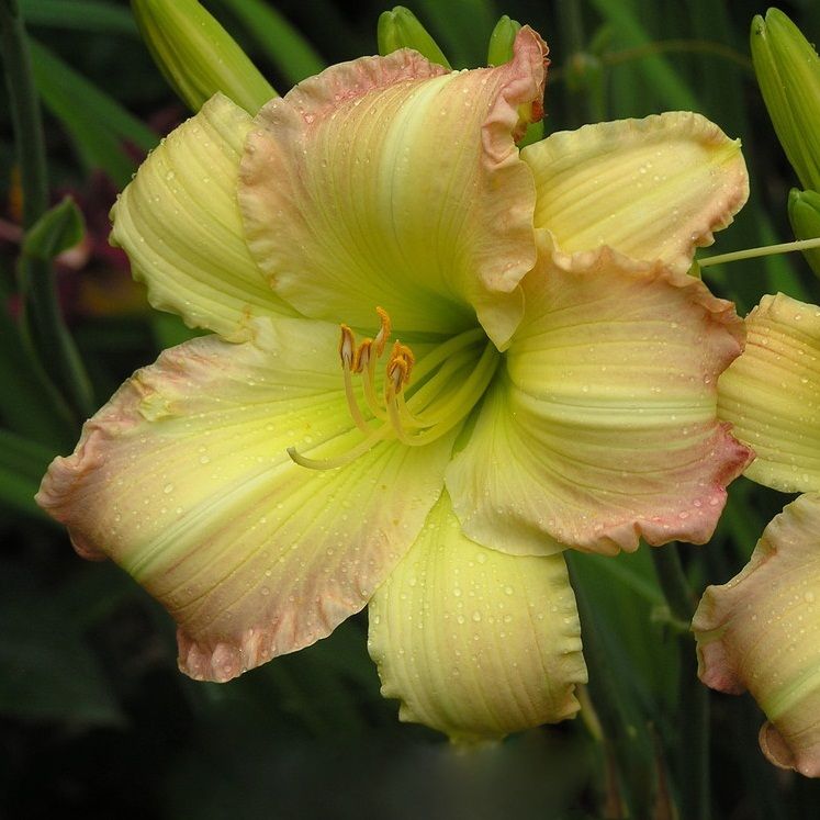 Лилейник гибридный 'Биг Смайл'