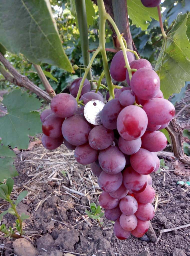 Виноград 'Лотос' (бессемянный розовый)