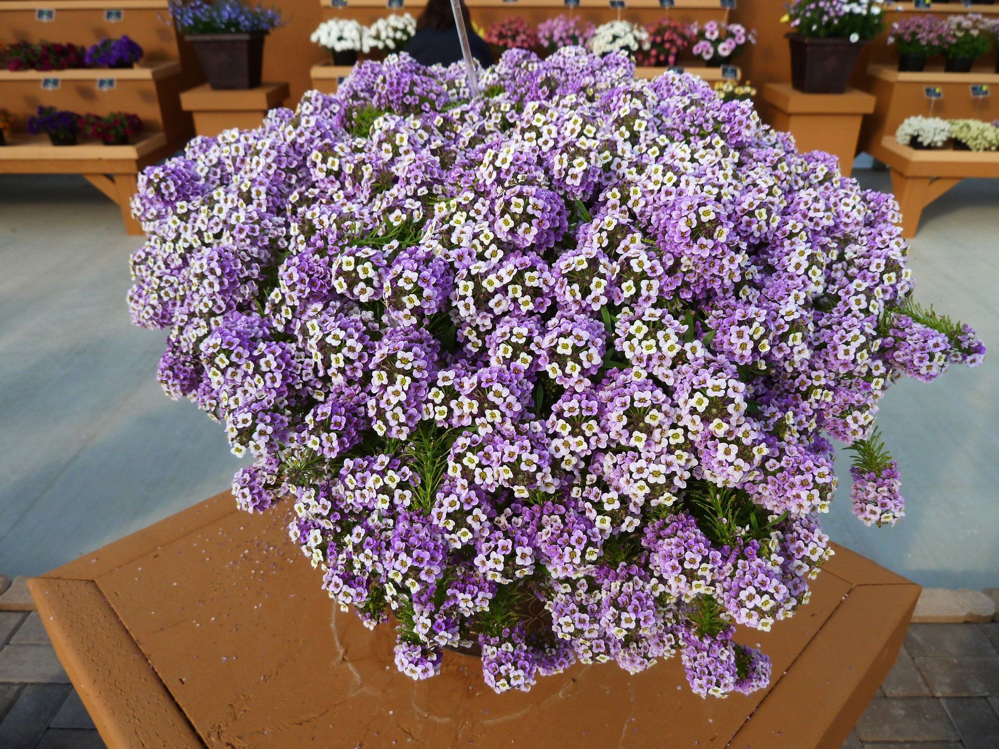 Семена Лобулярия