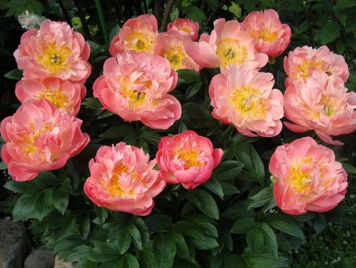 Пион молочноцветковый 'Лондон'