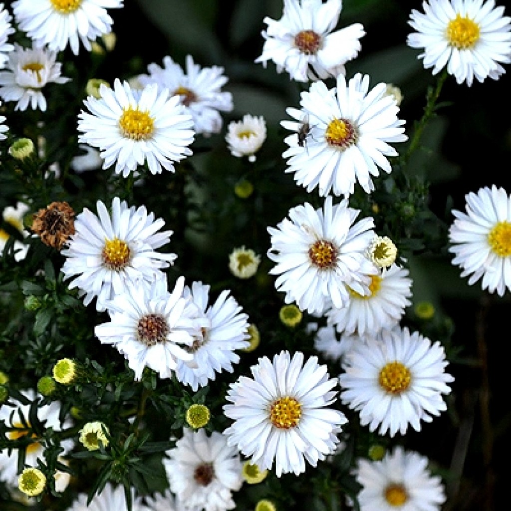 Астра кустовая 'Апполо'