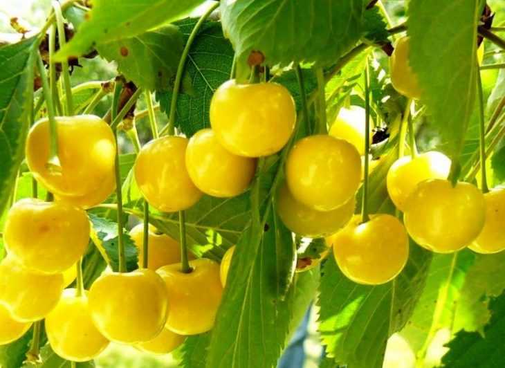 Черешня 'Желтая Черкашская'