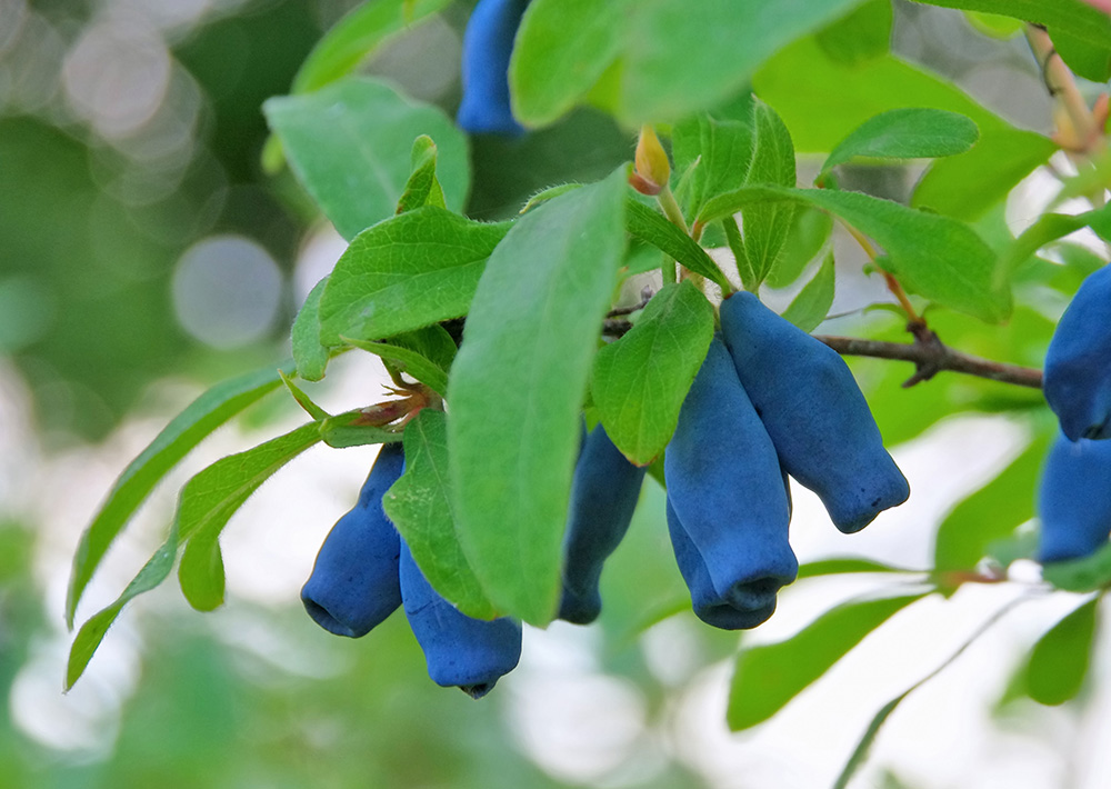 Жимолость съедобная 'Ольга'