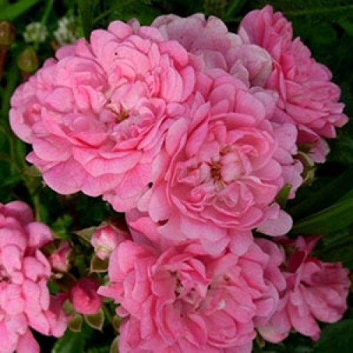 Роза 'Ашеймд Феар' (почвопокровная) (розовая)