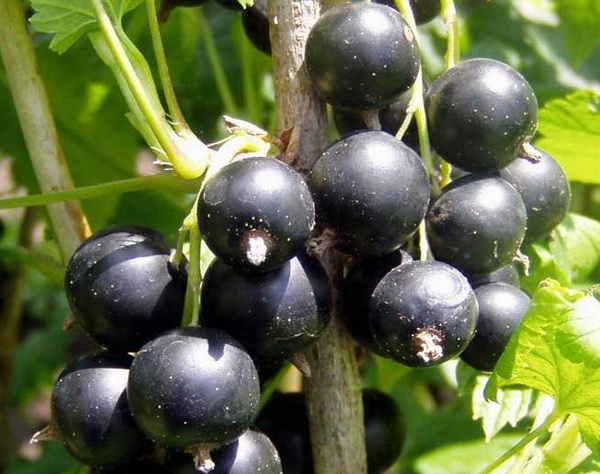 Смородина черная 'Очарование'