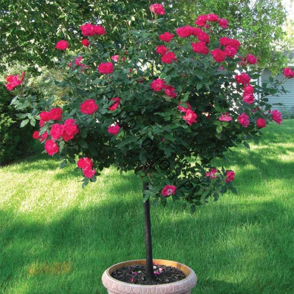 Роза 'Топканы' (штамбовая) (малиновый)