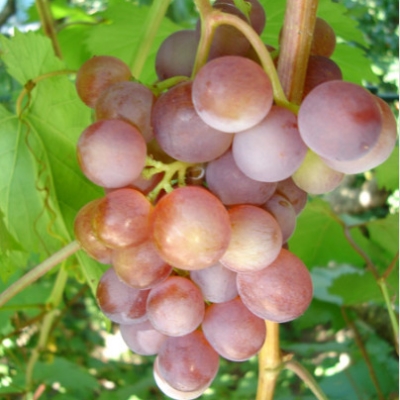 Виноград 'Русский ранний'