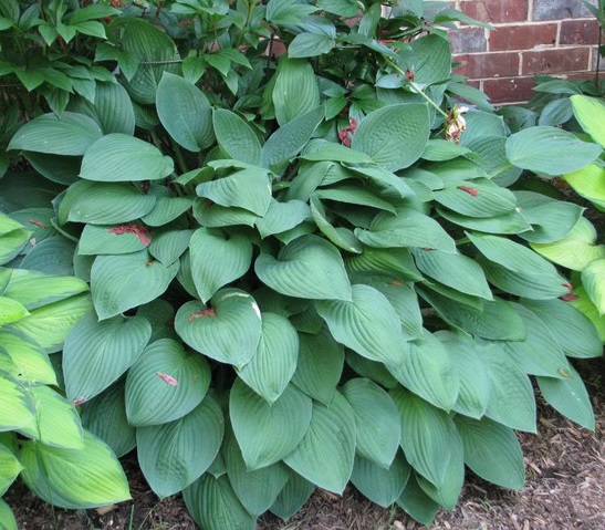 Хоста гибридная (вздутая, волнистая) 'Гиацинтина'