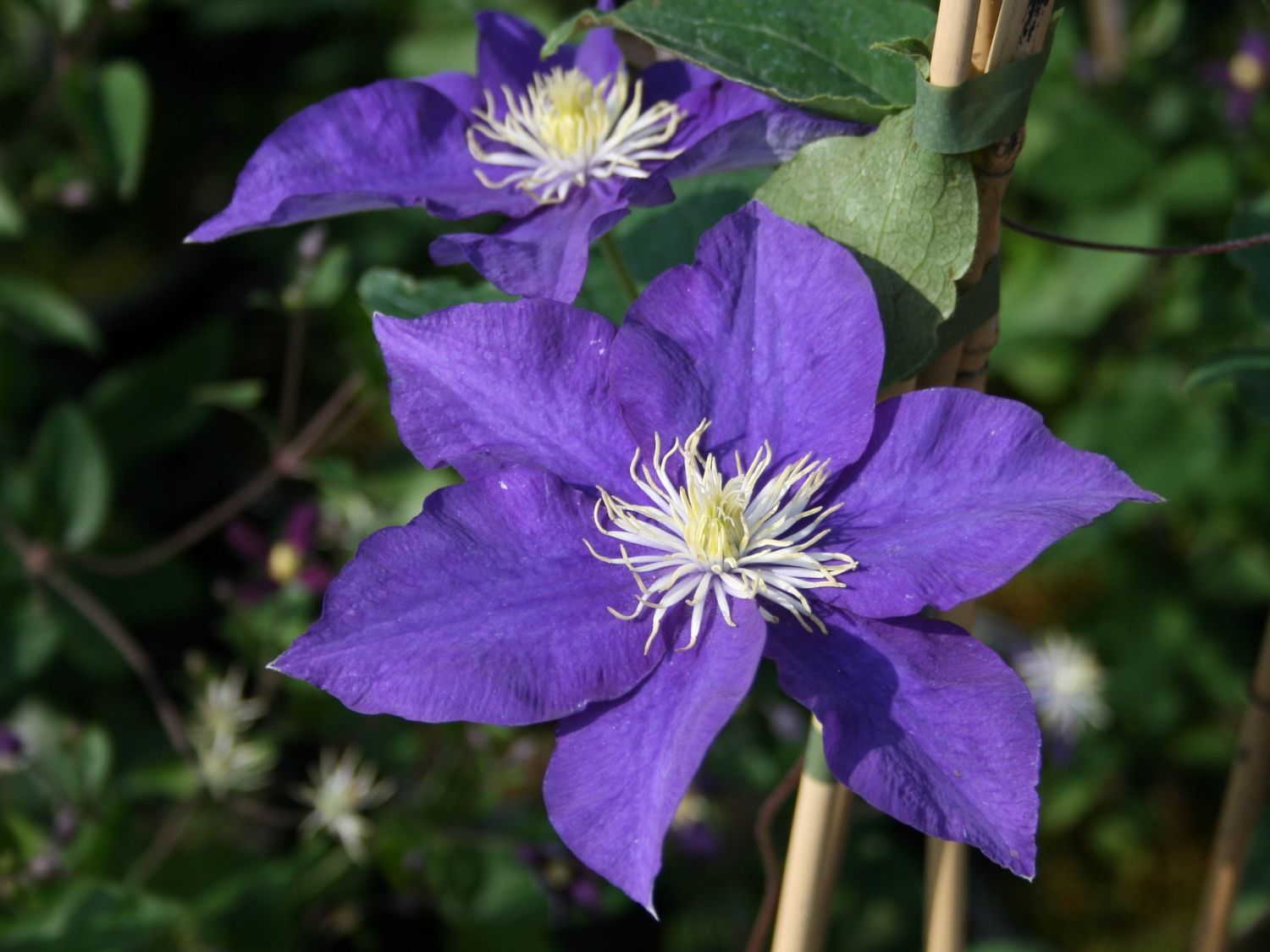 Клематис 'Блу Перуэт'