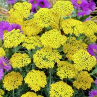 Тысячелистник 'Коронейшн Голд'