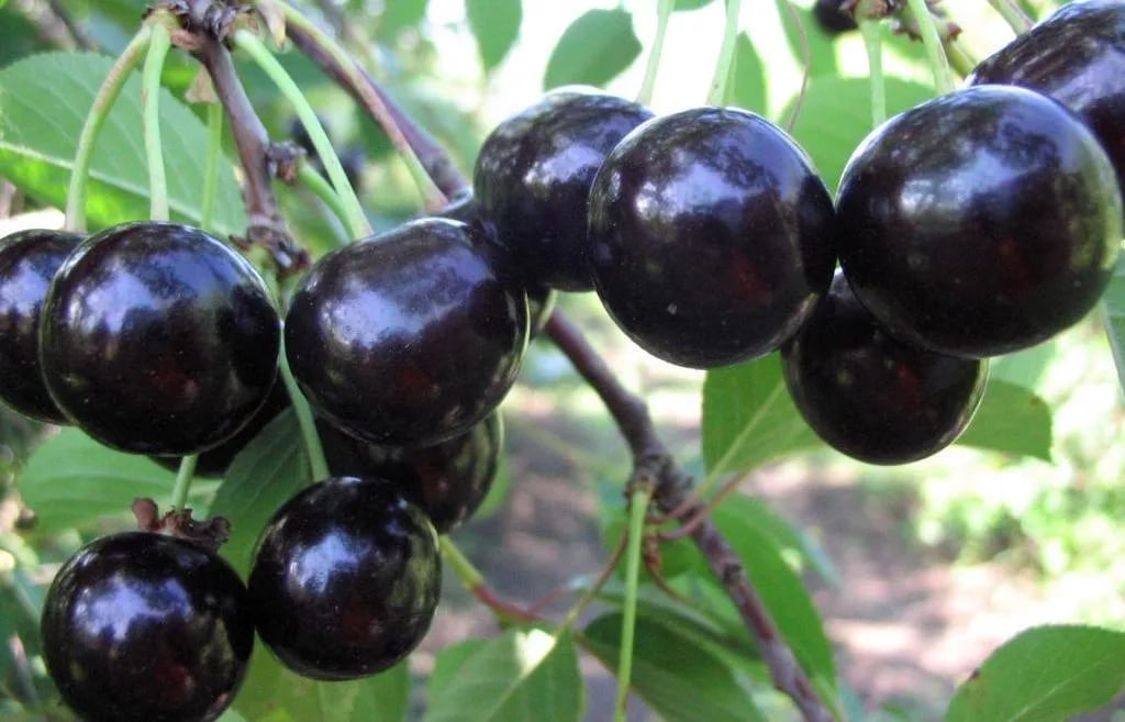 Вишня обыкновенная 'Память Ворончихиной'