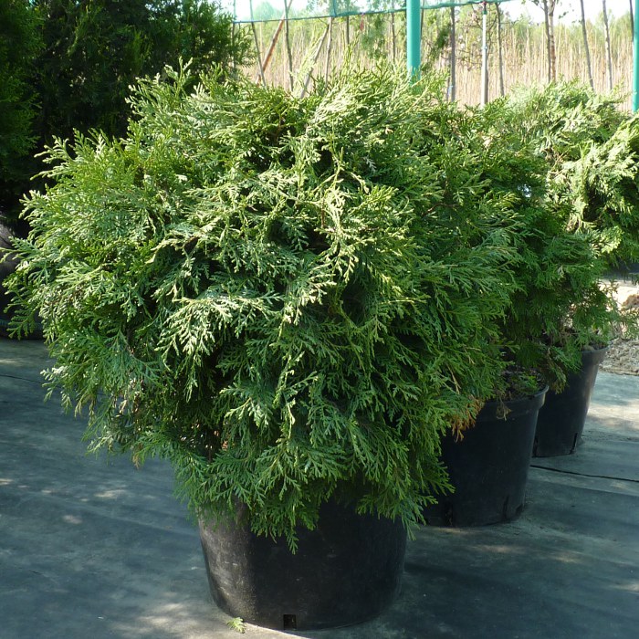 Туя западная 'Глобоза Компакта'