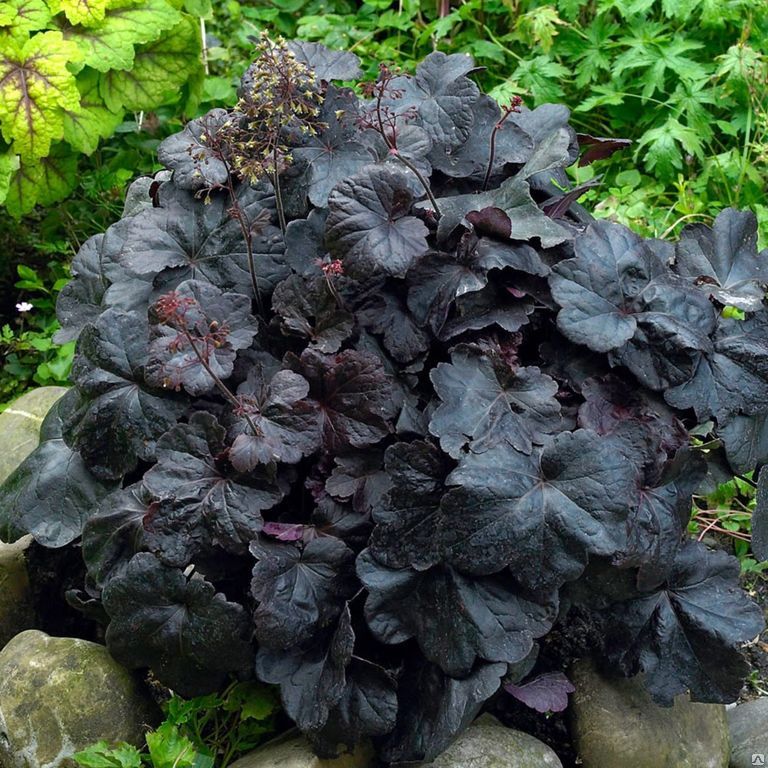 Гейхера гибридная 'Обсидиан'