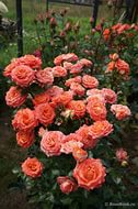 Роза 'Кели' (флорибунда, шраб) (кораловая)