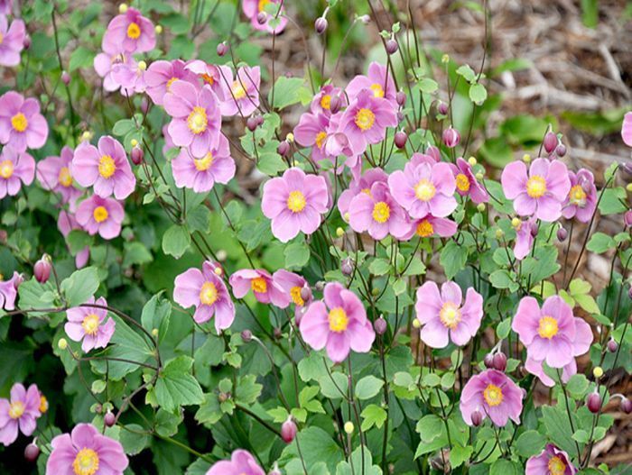 Анемона японская (Ветриница) 'Септембер Чар'