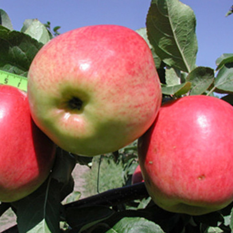 Яблоня колоновидная 'Скала'