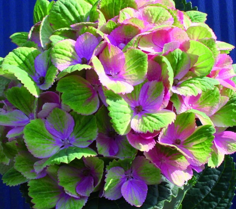 Гортензия крупнолистная 'Мэджикал'