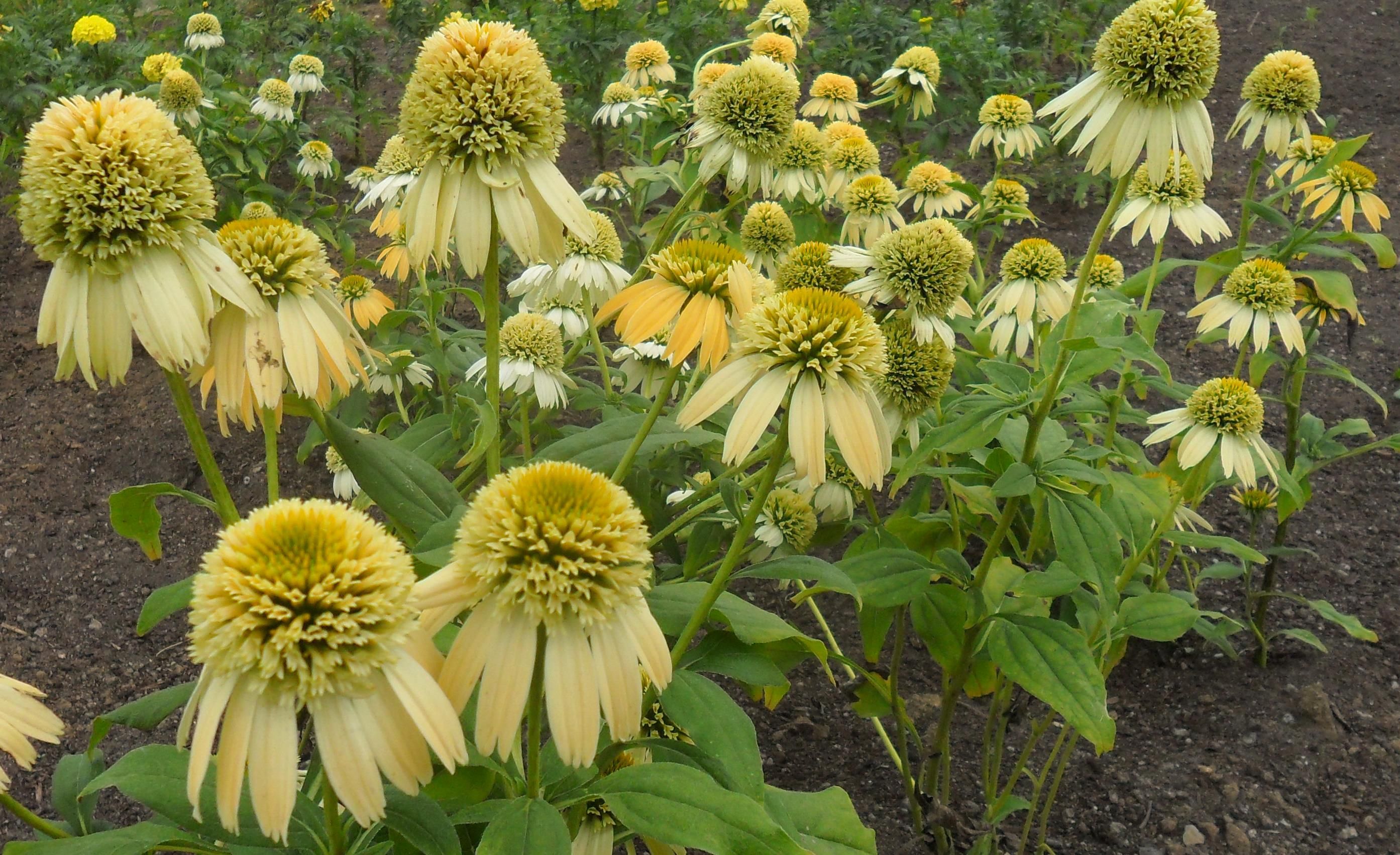 Эхинацея пурпурная 'Лемон Йеллоу'