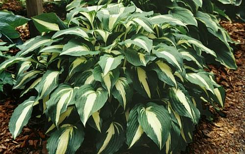 Хоста гибридная (вздутая, волнистая) 'Найт Бифо Кристмас'