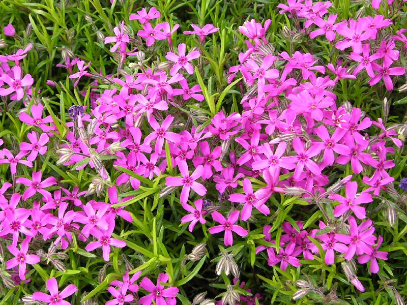 Флокс шиловидный 'Темискаминг'