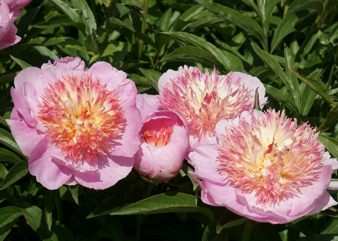 Пион молочноцветковый 'Жемчужная россыпь'