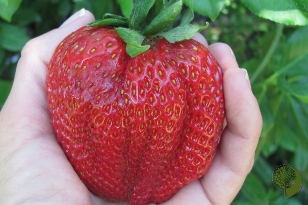 Земляника (клубника) 'Кисс Неллис'