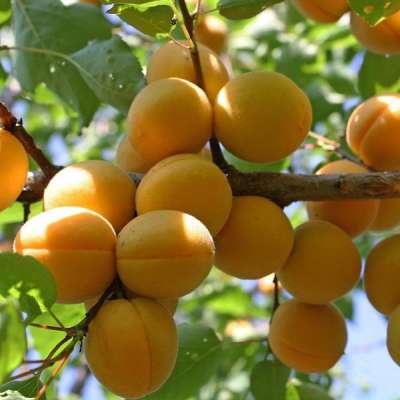 Лучшие сорта абрикосов для выращивания в Подмосковье