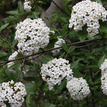 Калина Бурквуда