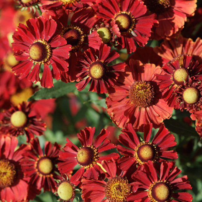 Гелениум осенний 'Хелена Ред'