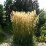 Молиния тростниковая 'Карл Форстер'