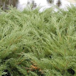 Можжевельник казацкий 'Хикси'