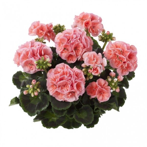 Пеларгония зональная 'Тоскана Смарт Ленья Салмон' (лососевая, зеленый лист)