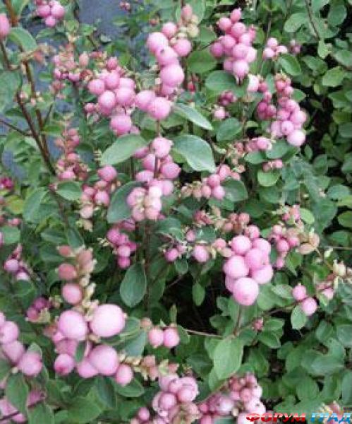 Снежноягодник Доренбоза