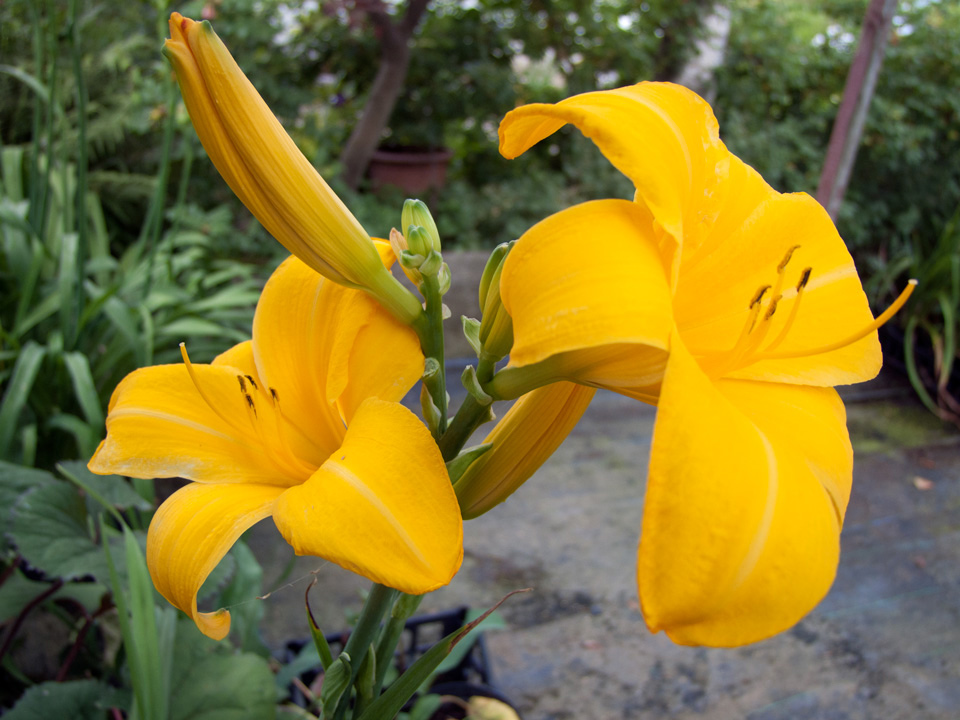 Лилейник гибридный 'Чикаго Санрайс'