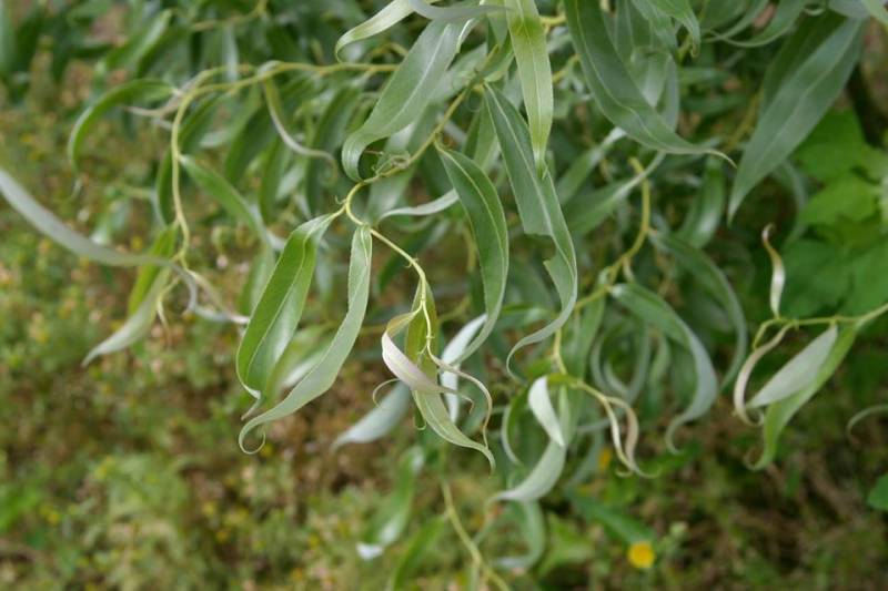 Ива гибридная (извилистая) 'Свердловская извилистая 2'