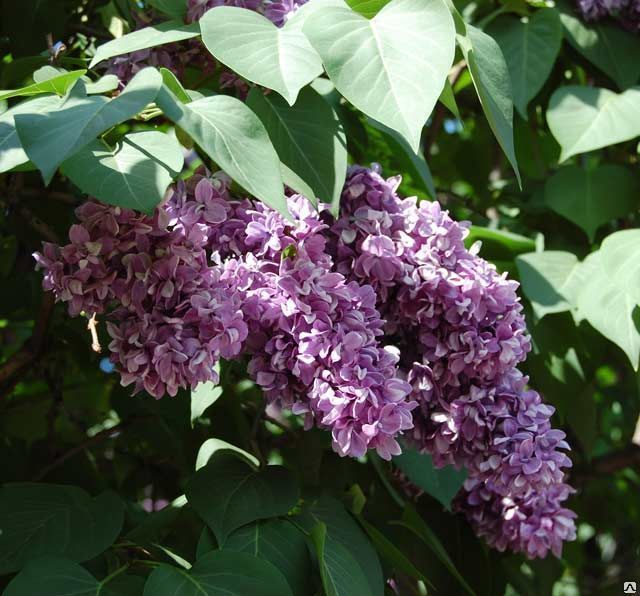 Сирень обыкновенная 'Аметист' (лилово - розовая)