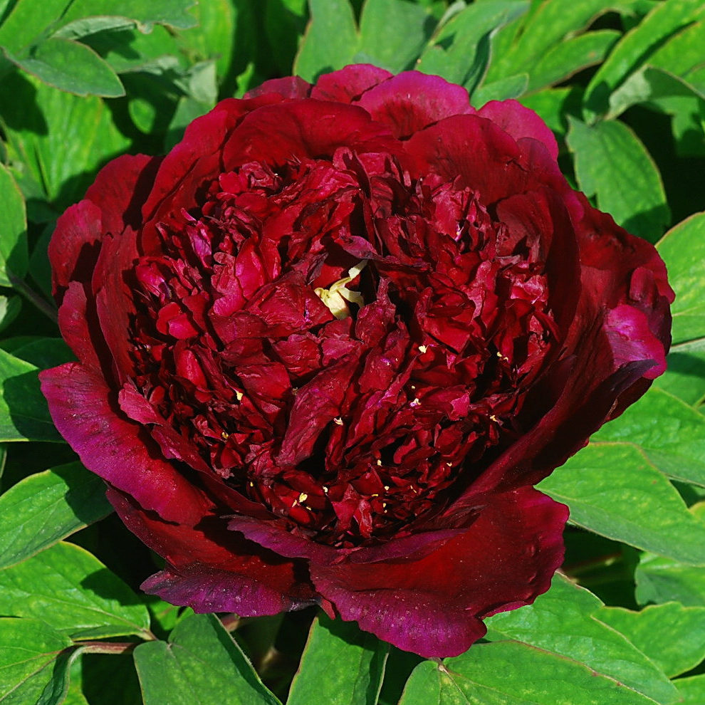 Пион древовидный (черный лоск) 'Ву Джин Яо Ху' (винно - красный)