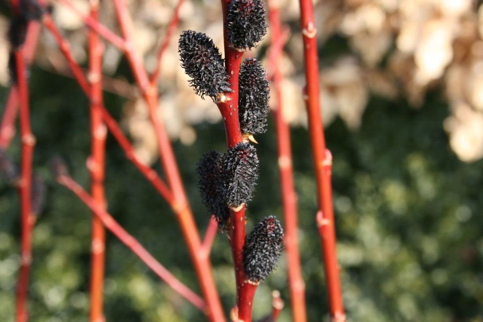 Ива тонкостолбиковая (черноколосовидная Куроме) 'Меланостахис'