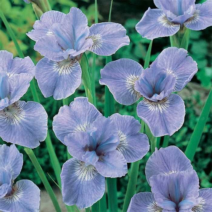 Ирис сибирский 'Дие Дилайт'