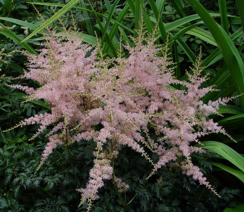 Астильба простолистная 'Спрайт'