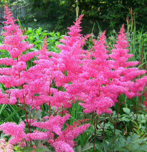 Астильба Арендса 'Буги Вуги' (розовая)