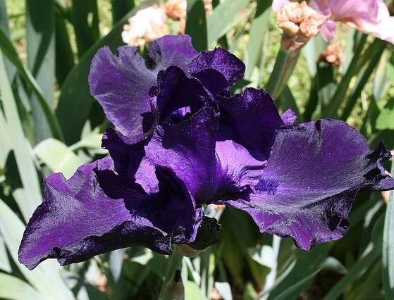 Ирис германский (бородатый) 'Найт Овл' 