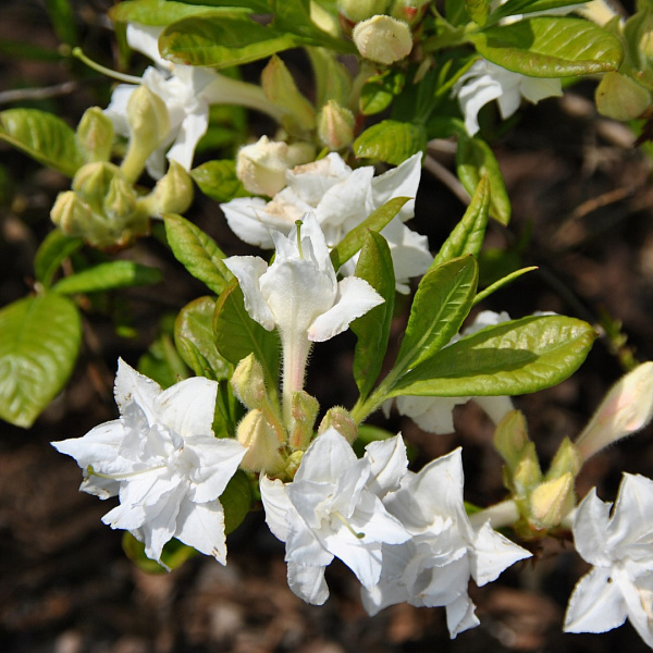 Рододендрон гибридный (азалия) 'Вайтроут' (белый) Рододендрон гибридный (азалия) 'Вайтроут' (белый)